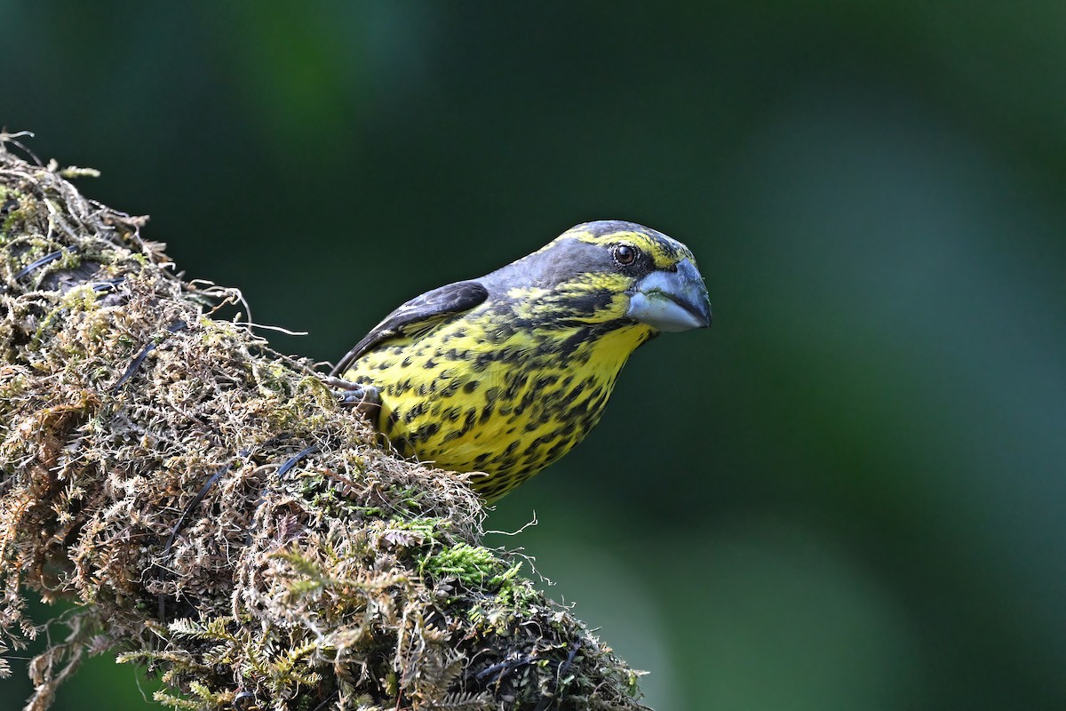 Spot-winged Grosbeak - ML637098897