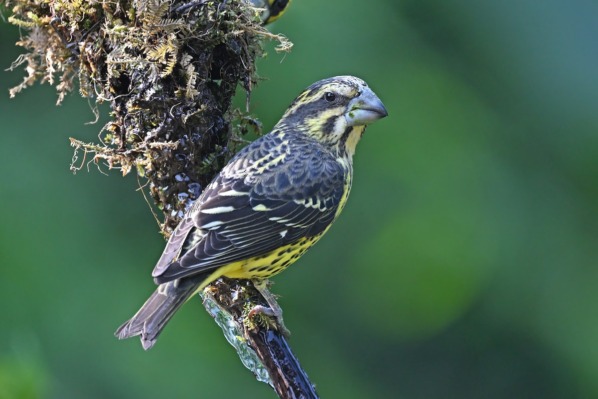 Spot-winged Grosbeak - ML637098898