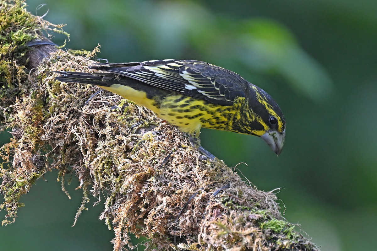 Spot-winged Grosbeak - ML637098900