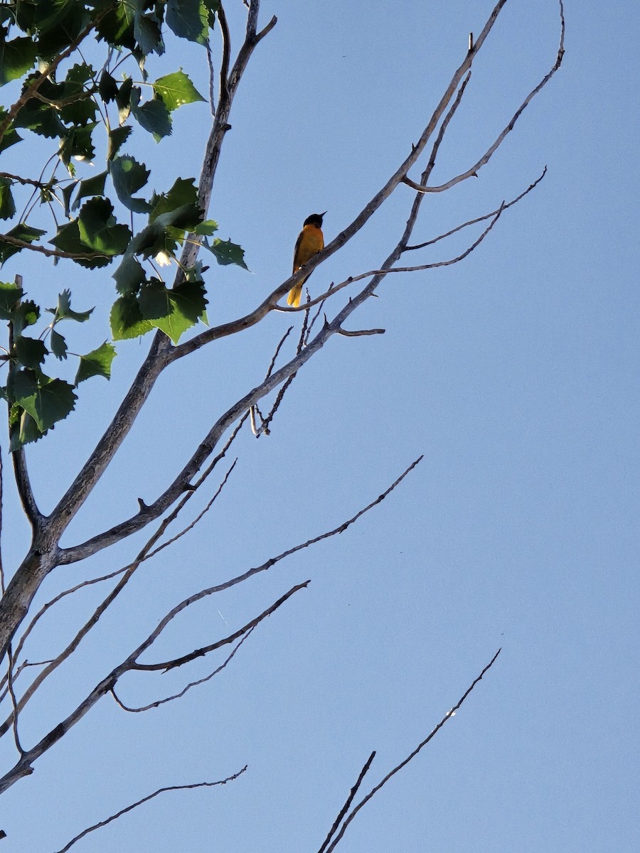 Baltimore Oriole - ML637098986