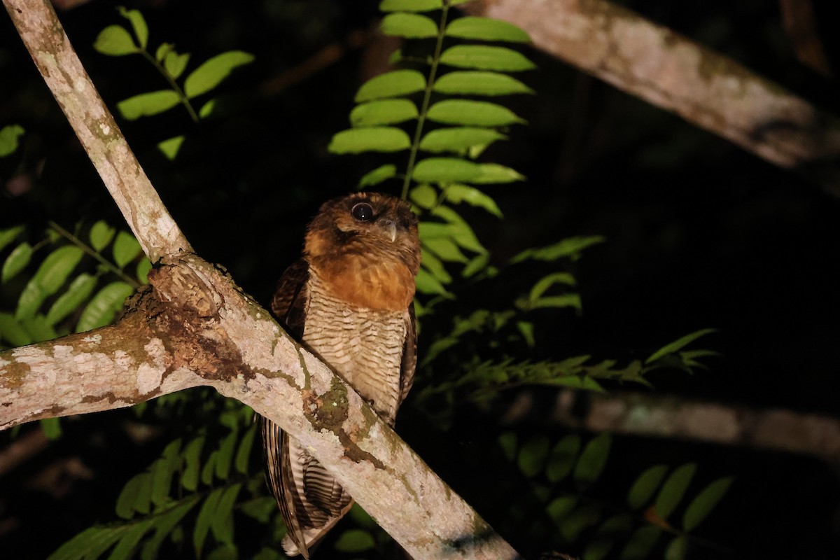 Brown Wood-Owl - ML637098989