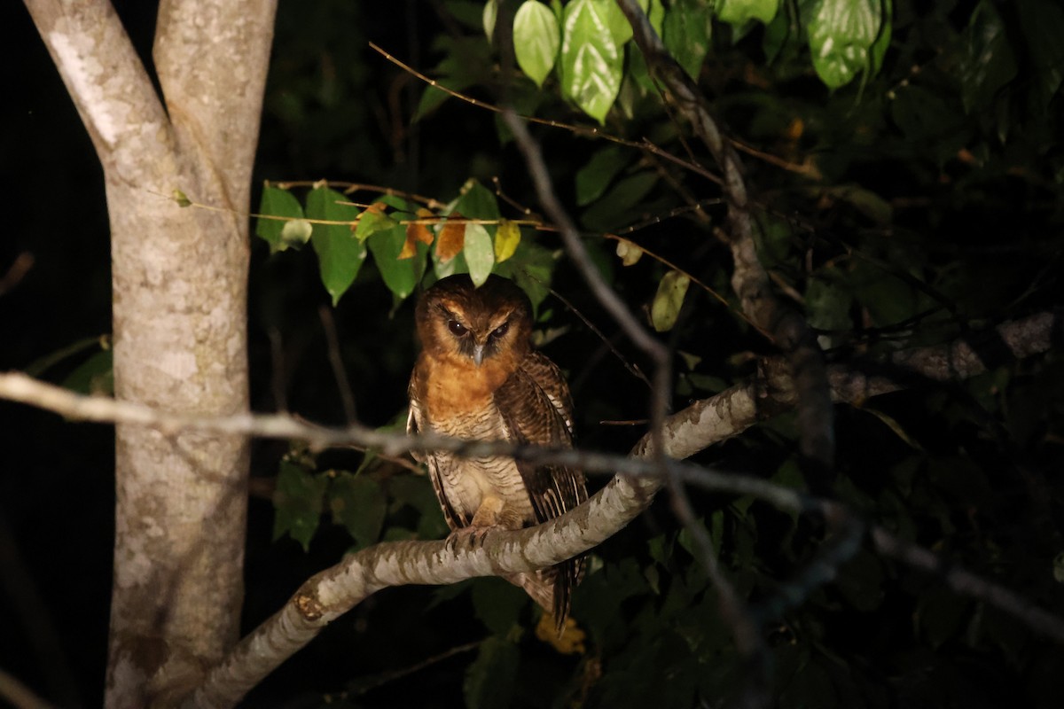 Brown Wood-Owl - ML637098990