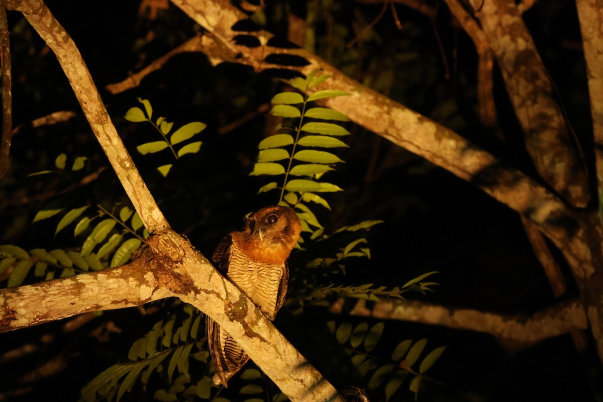 Brown Wood-Owl - ML637098991