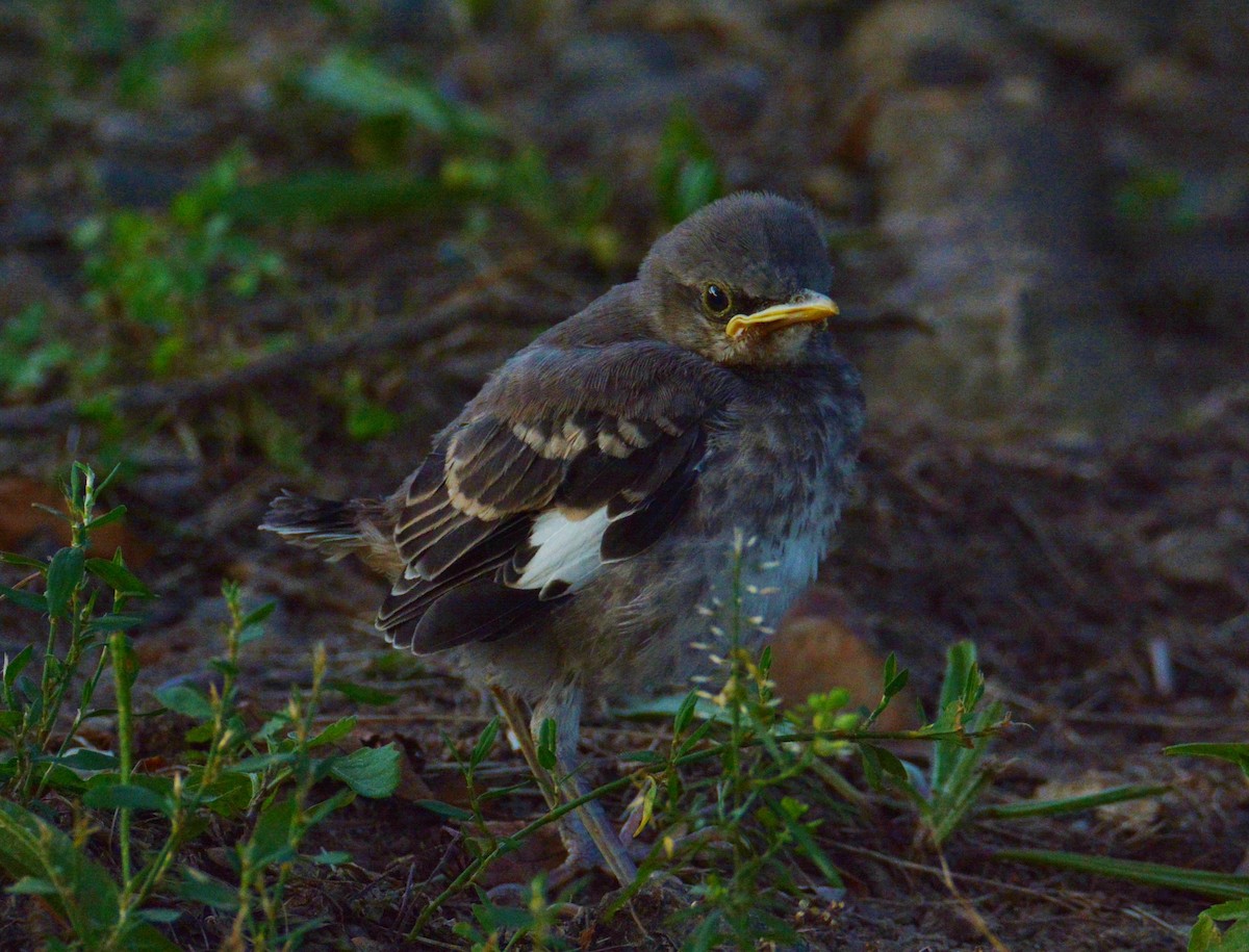 Northern Mockingbird - ML63709901