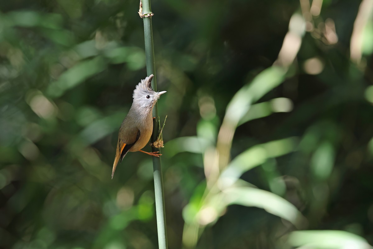 Stripe-throated Yuhina - ML637099051