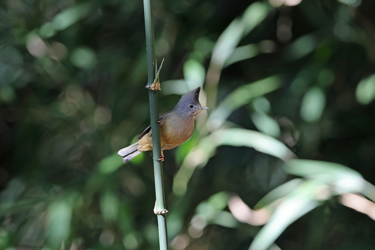 Stripe-throated Yuhina - ML637099052
