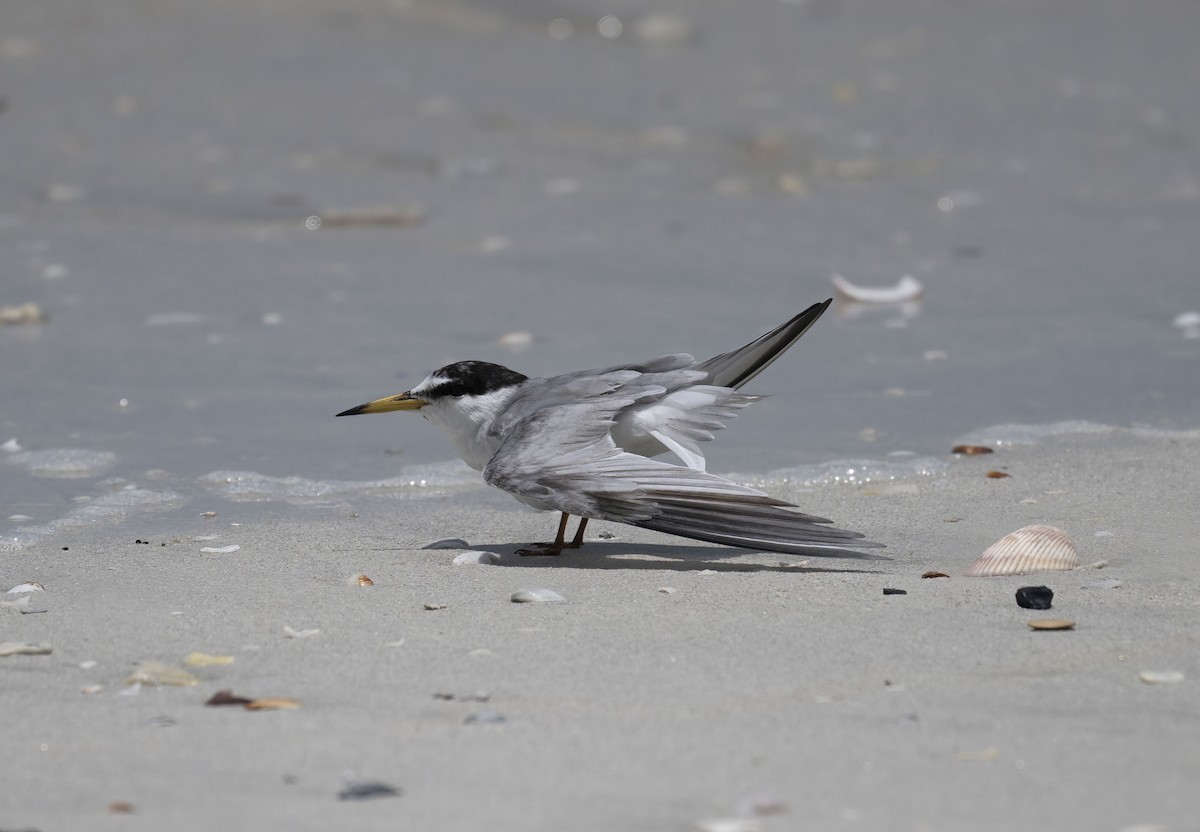 Saunders's Tern - ML637099126