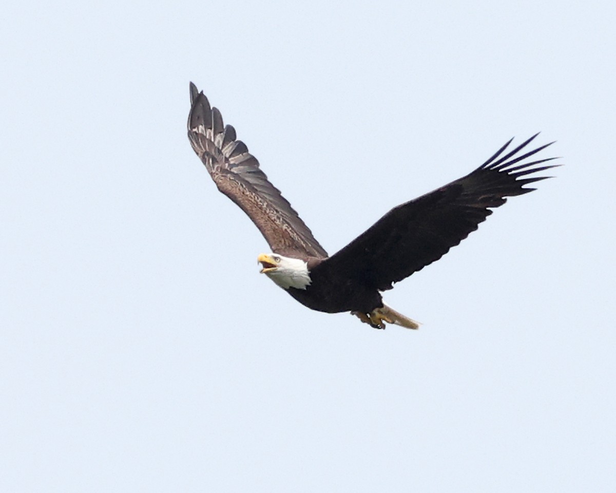 Bald Eagle - ML637099209