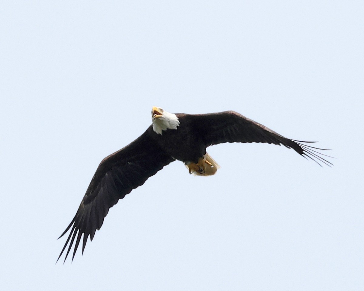 Bald Eagle - ML637099211