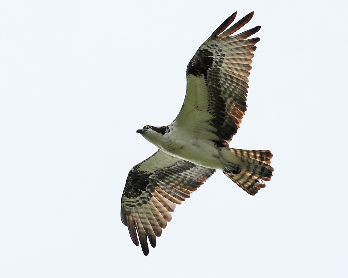 Osprey - ML637099220