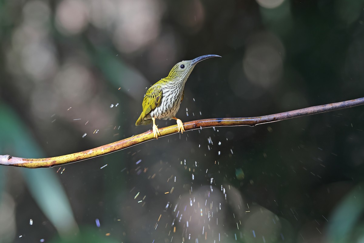 Streaked Spiderhunter - ML637099252
