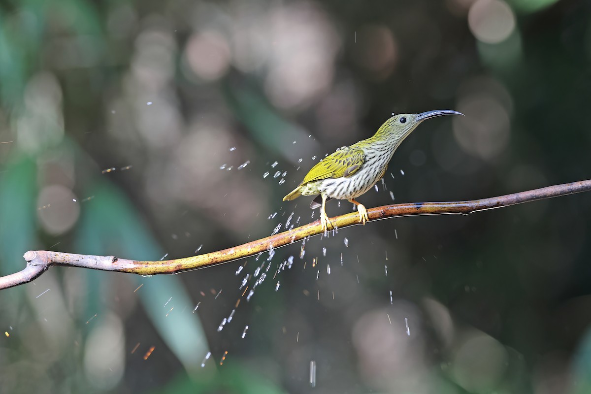 Streaked Spiderhunter - ML637099253