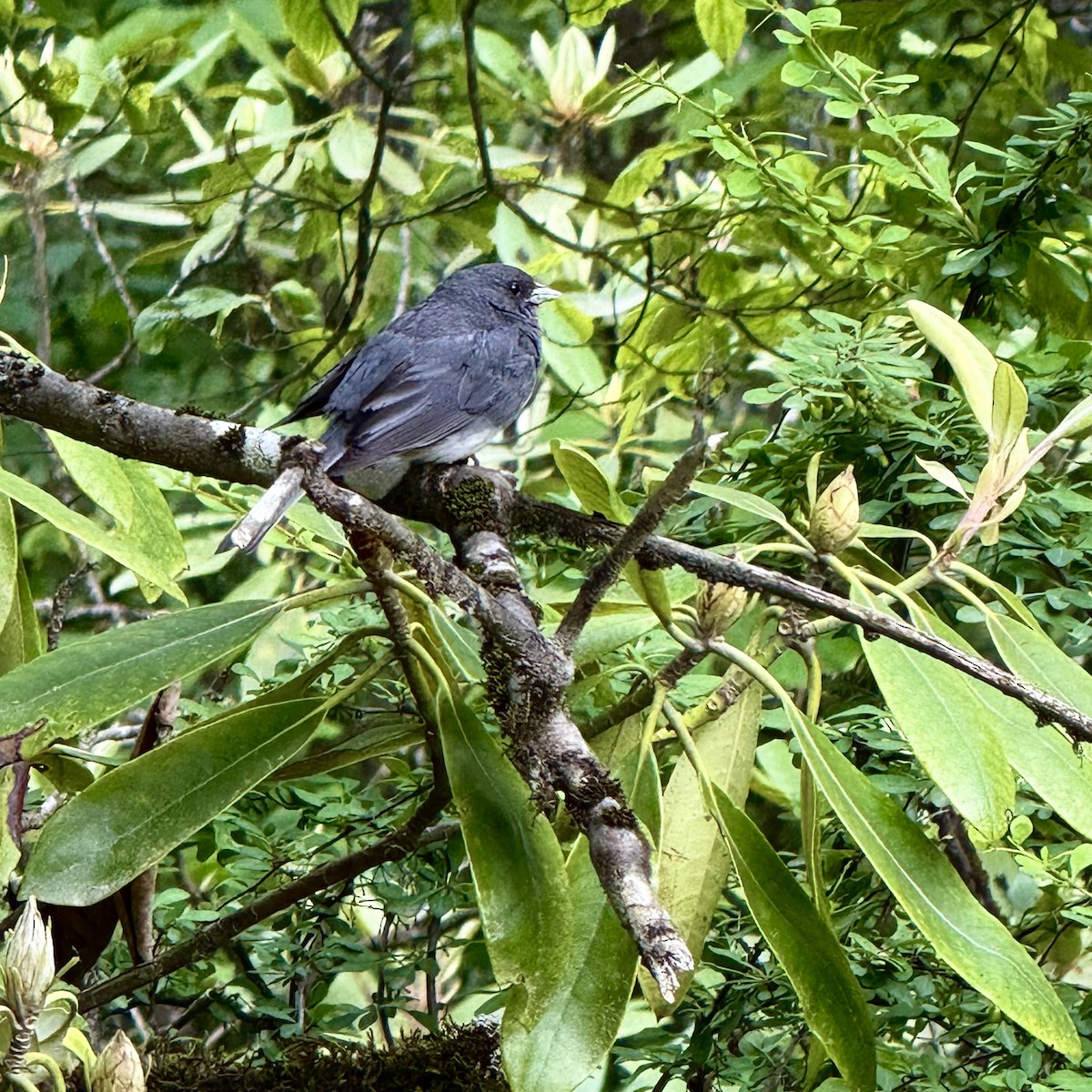 Dark-eyed Junco - ML637099259