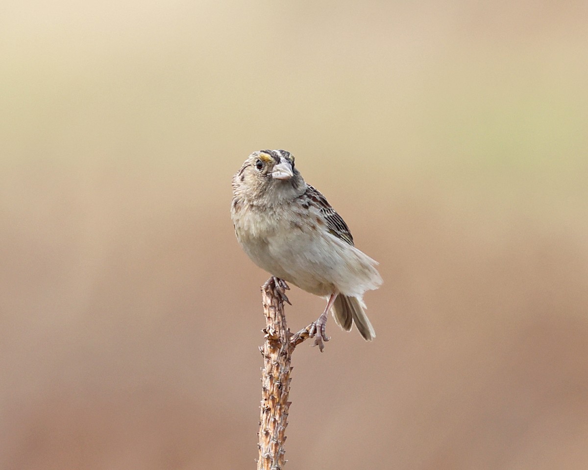Grasshopper Sparrow - ML637099294