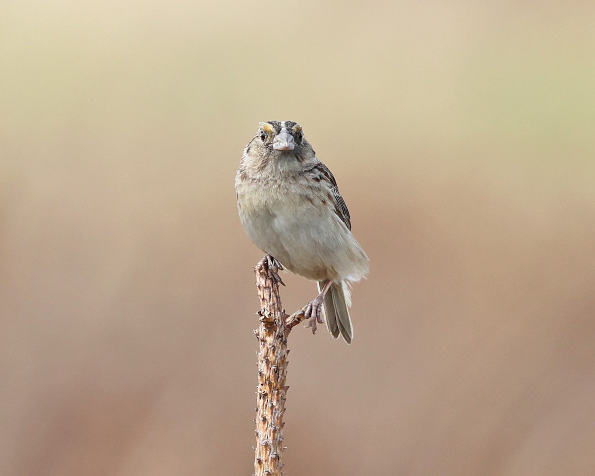 Grasshopper Sparrow - ML637099295
