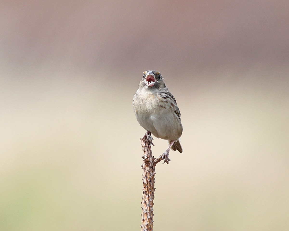 Grasshopper Sparrow - ML637099303