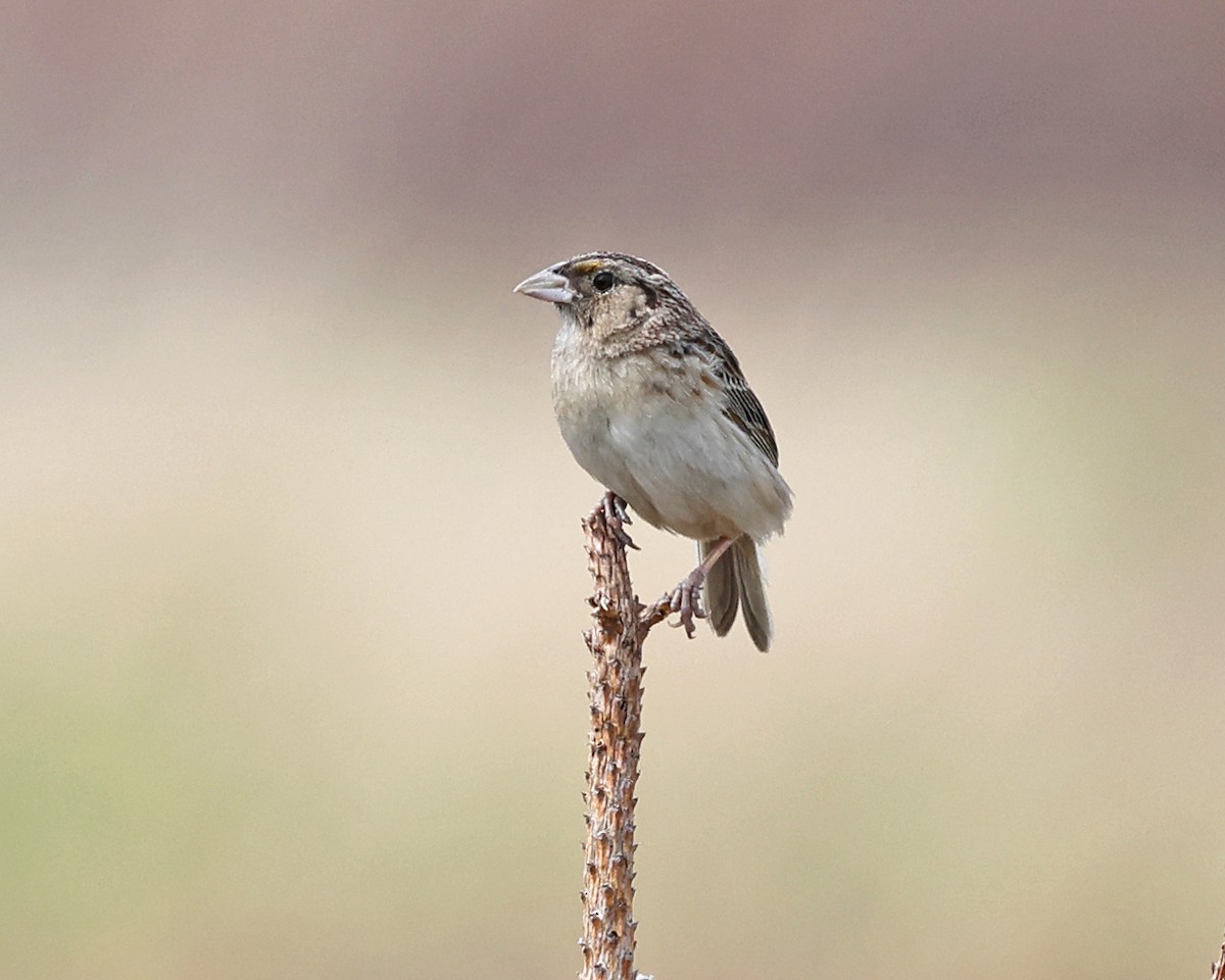 Grasshopper Sparrow - ML637099304