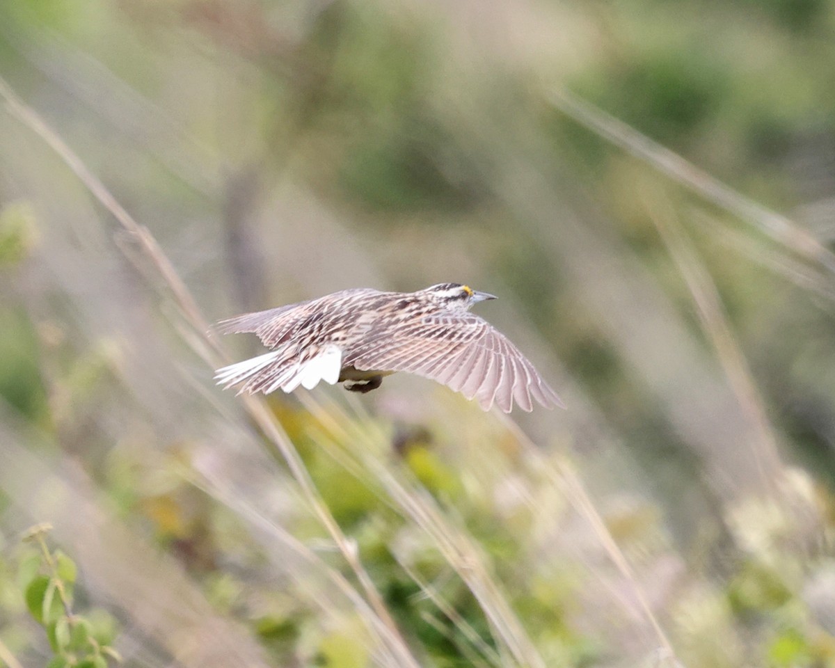 Eastern Meadowlark - ML637099307