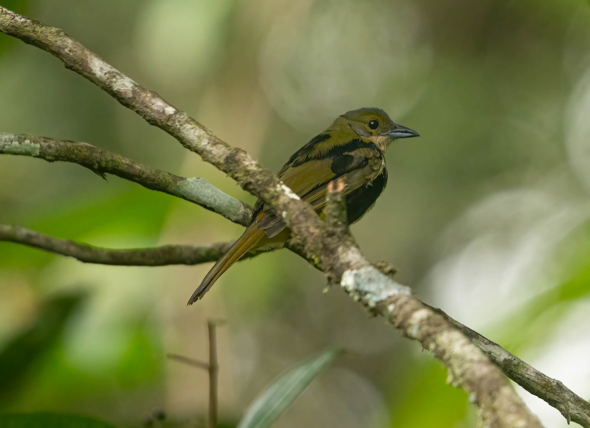 Fulvous-crested Tanager - ML637099362