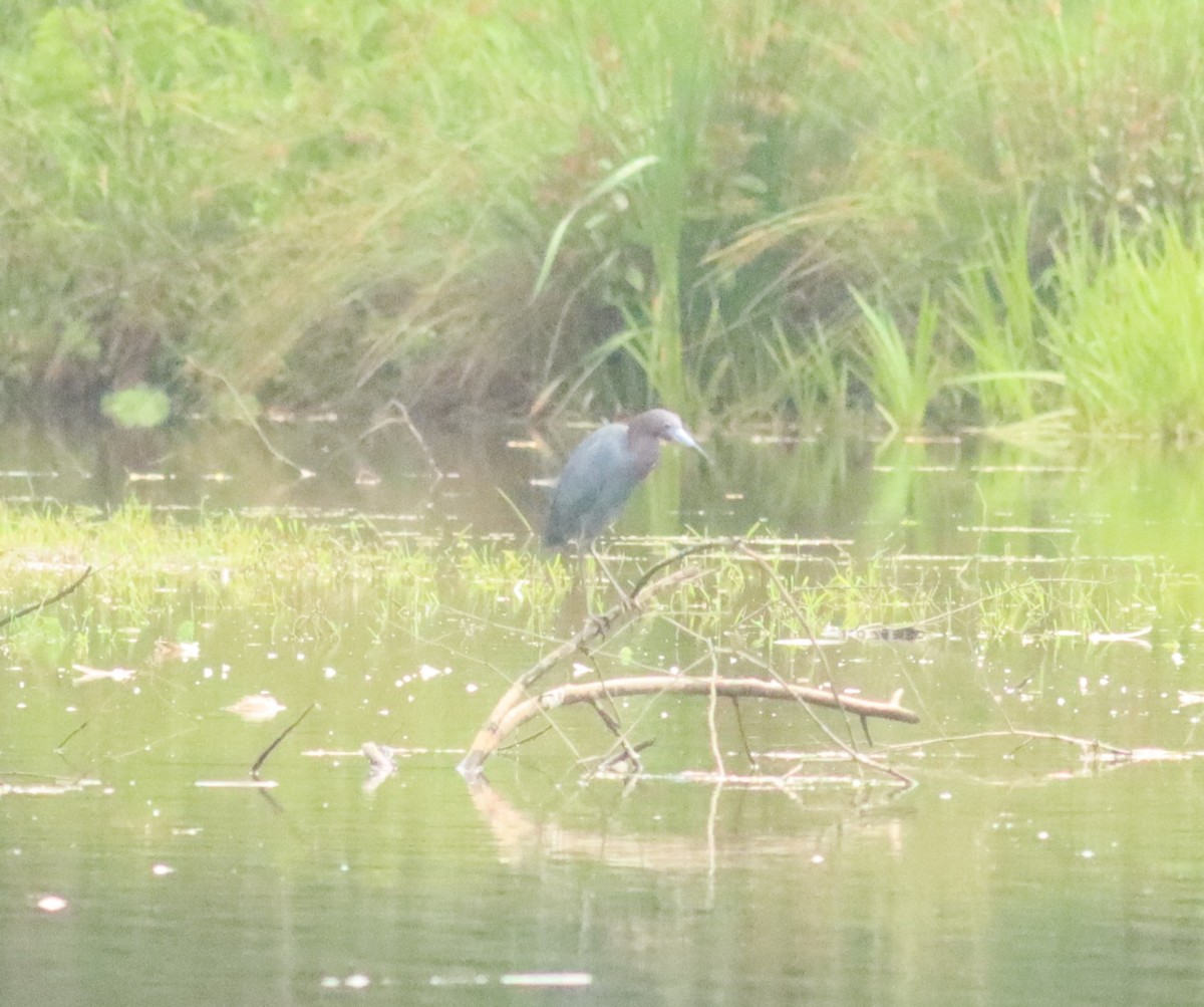 Little Blue Heron - ML637099455