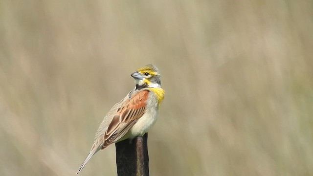 Dickcissel - ML637099501