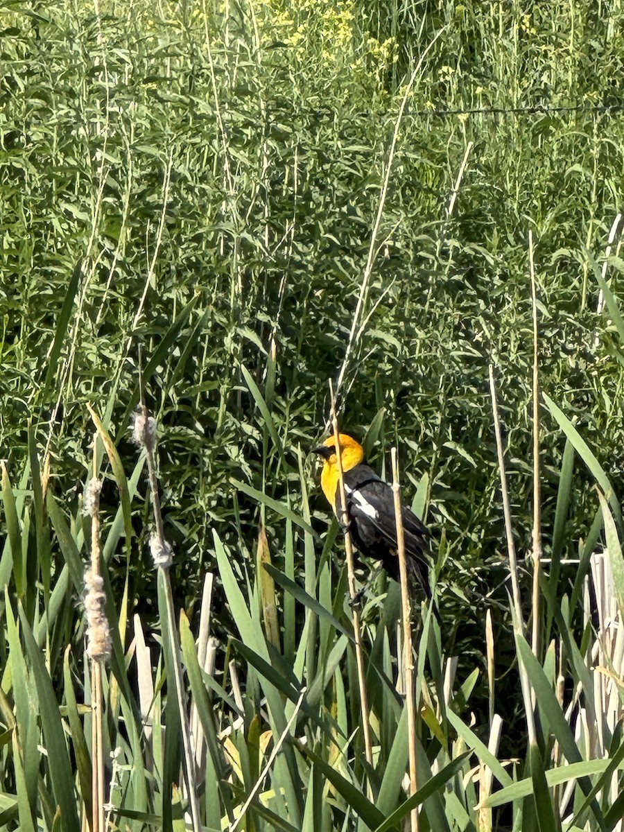 Yellow-headed Blackbird - ML637099542