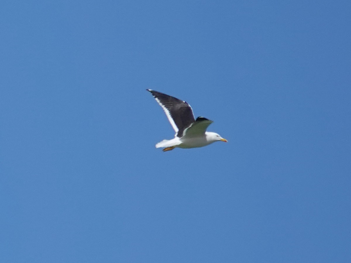 Lesser Black-backed Gull (fuscus) - ML637099556