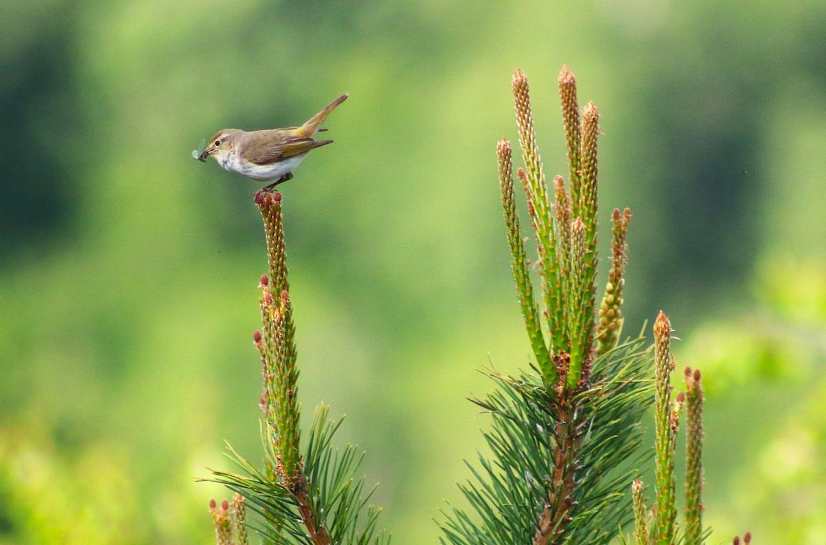 Western Bonelli's Warbler - ML637099557