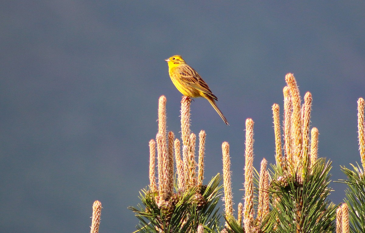 Yellowhammer - ML637099572