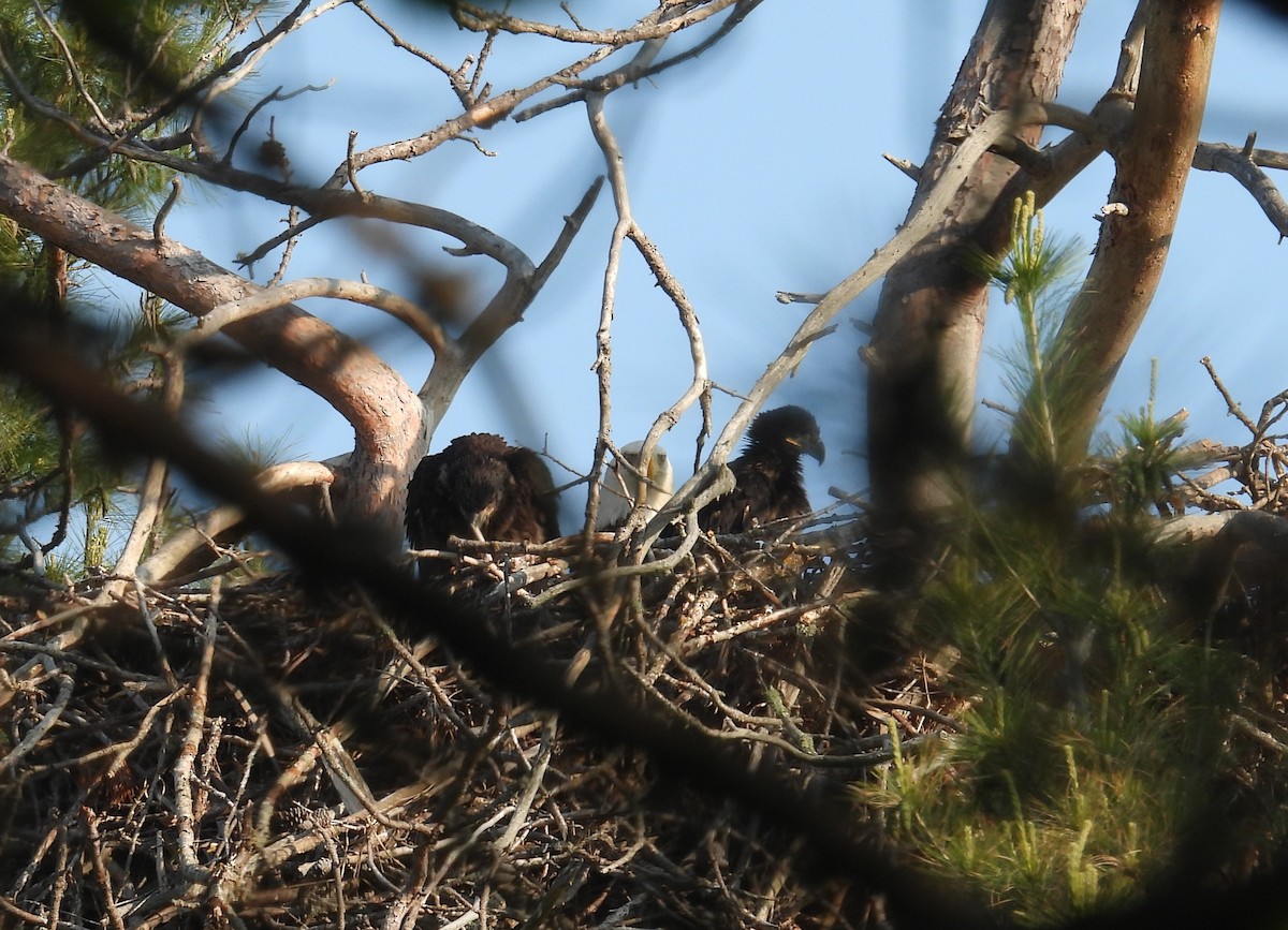 Bald Eagle - ML637099582