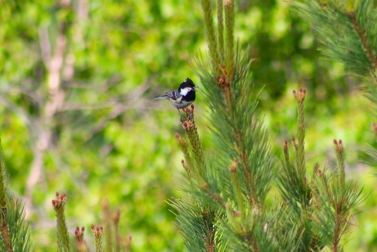 Coal Tit - ML637099592