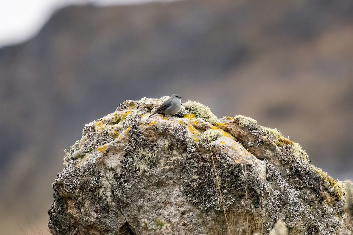 Plumbeous Sierra Finch - ML637099620