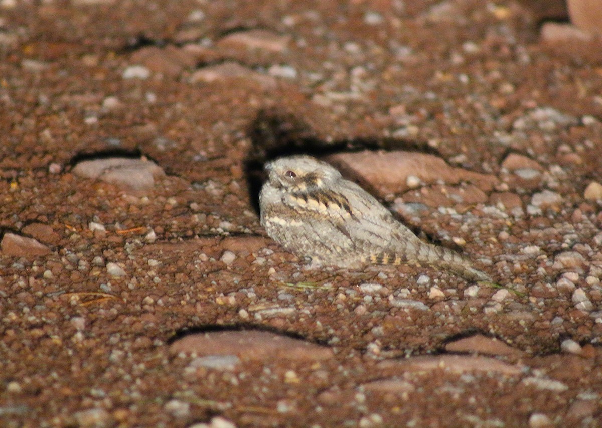 Eurasian Nightjar - ML637099687