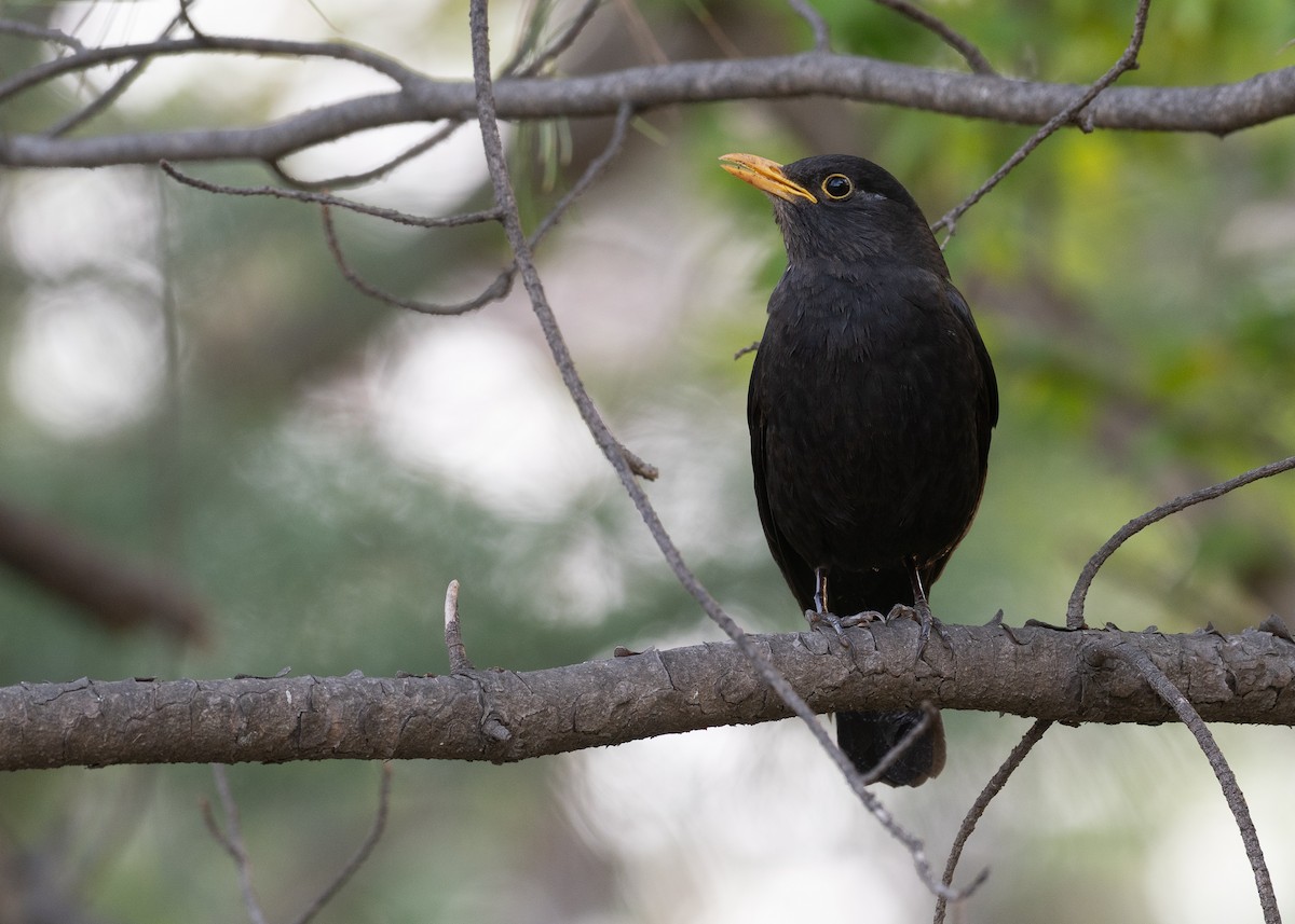 Chinese Blackbird - ML637099694
