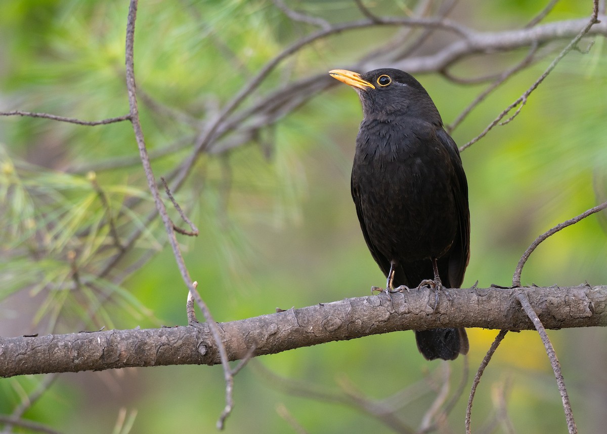 Chinese Blackbird - ML637099695