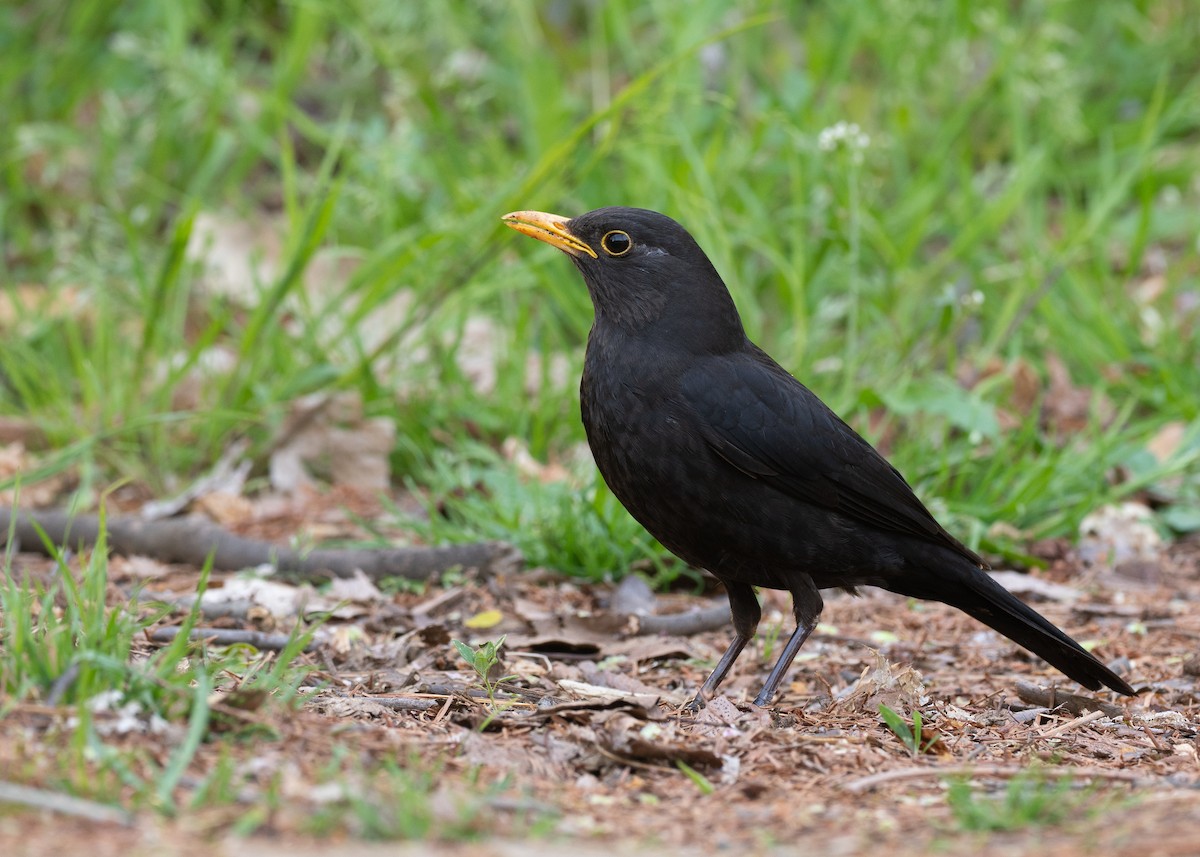 Chinese Blackbird - ML637099696