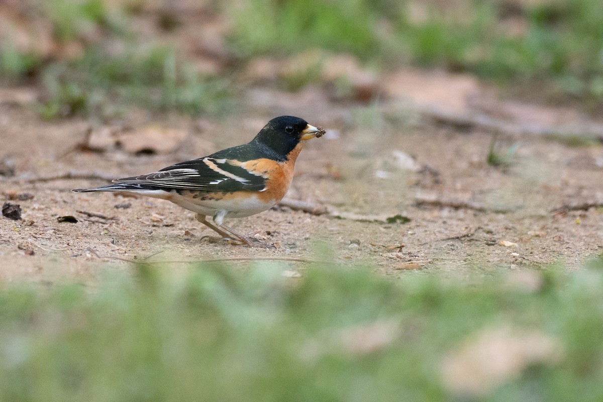 Brambling - ML637099708