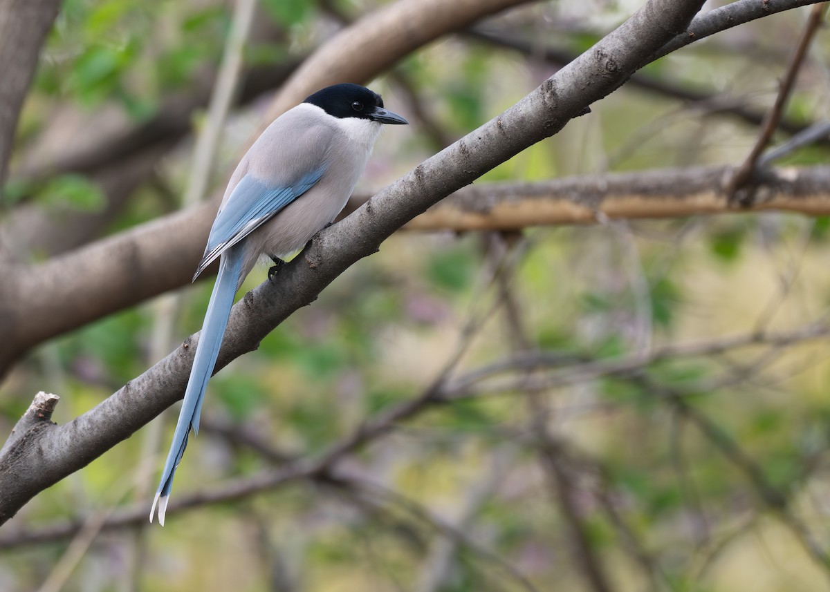 Azure-winged Magpie - ML637099717