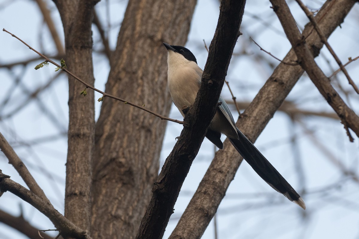Azure-winged Magpie - ML637099722