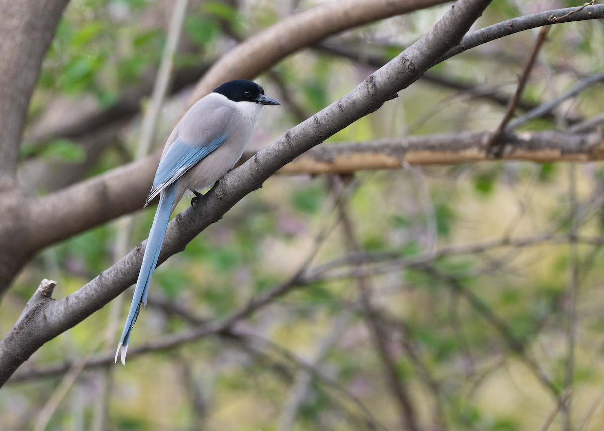 Azure-winged Magpie - ML637099723
