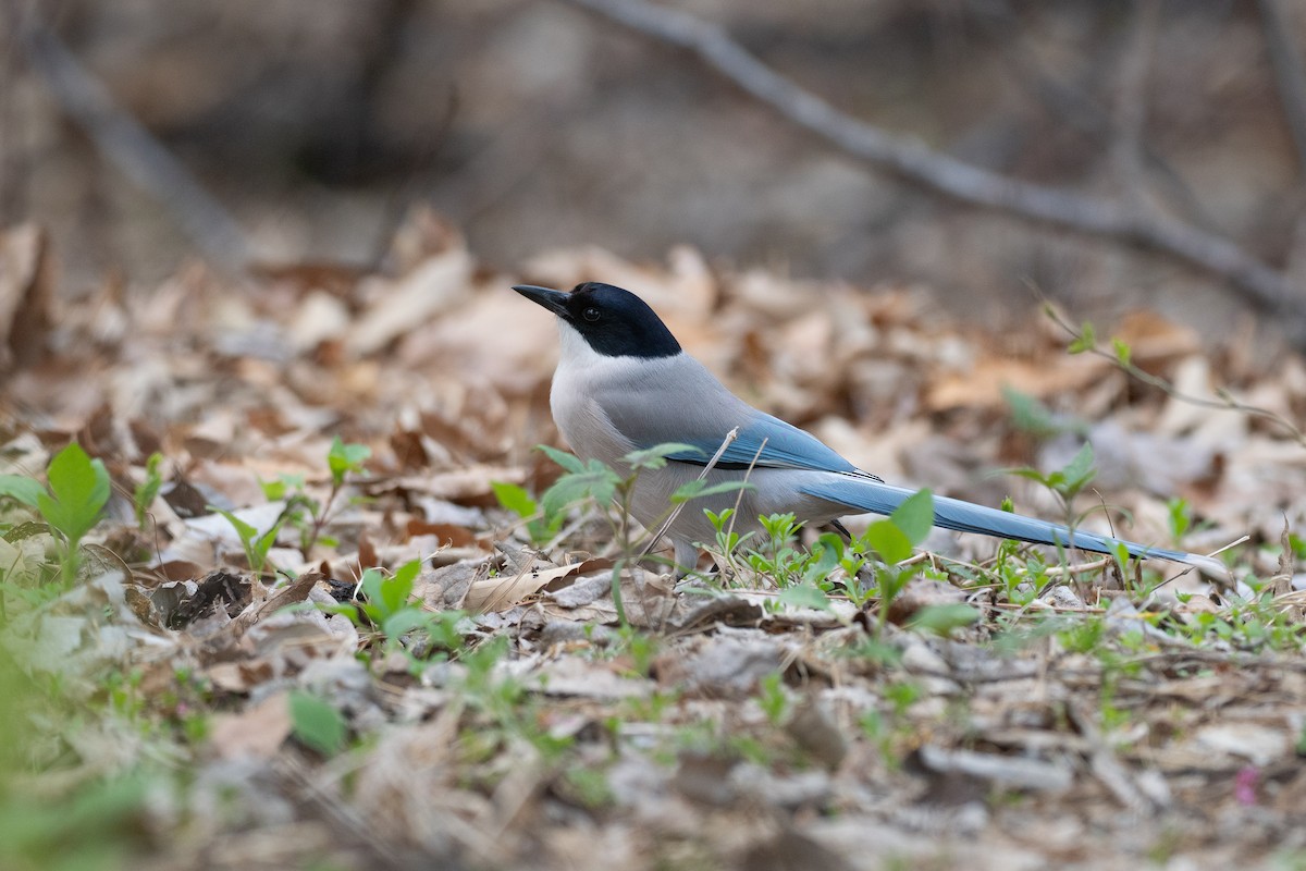 Azure-winged Magpie - ML637099724