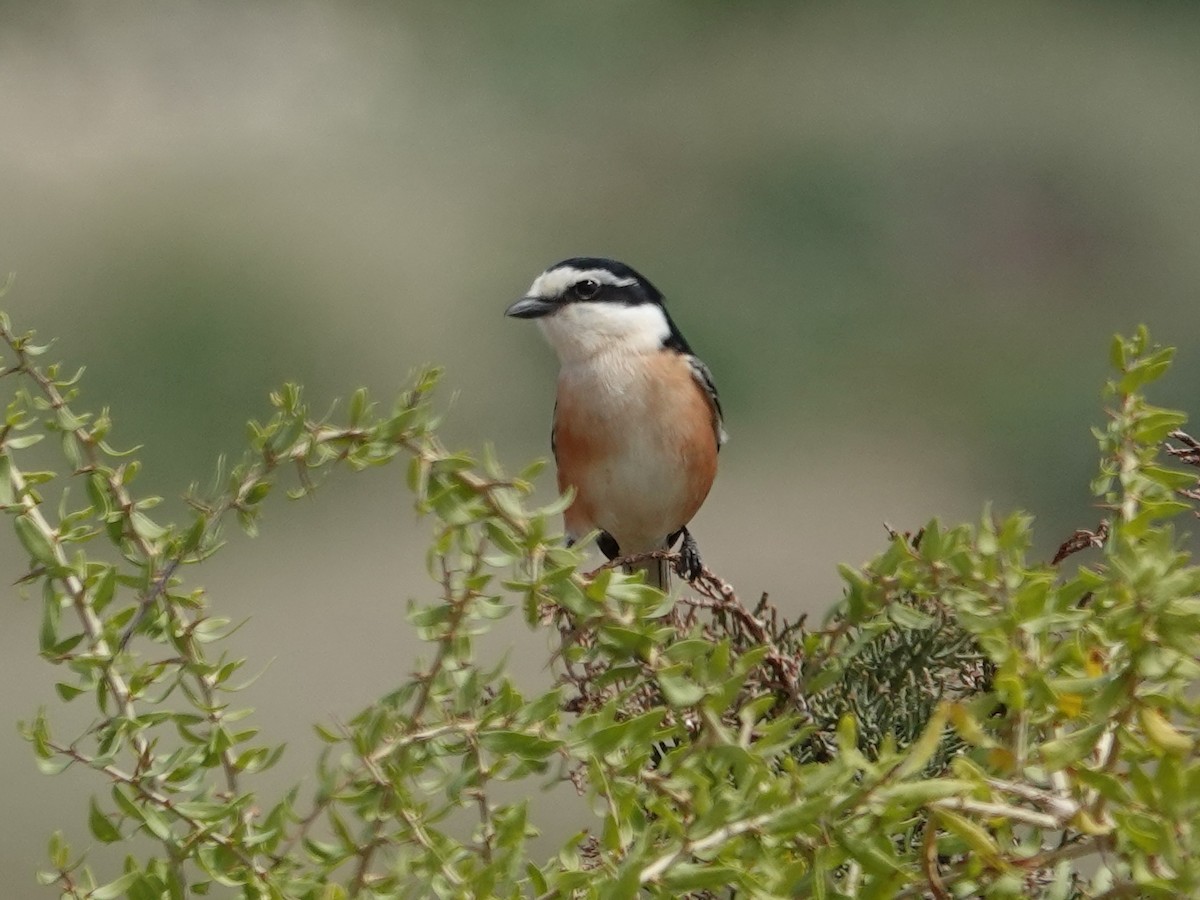 Masked Shrike - ML637099739