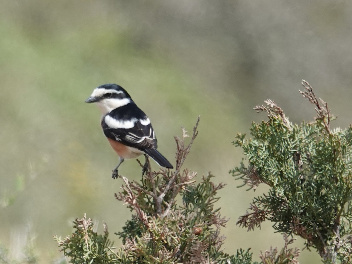 Masked Shrike - ML637099745
