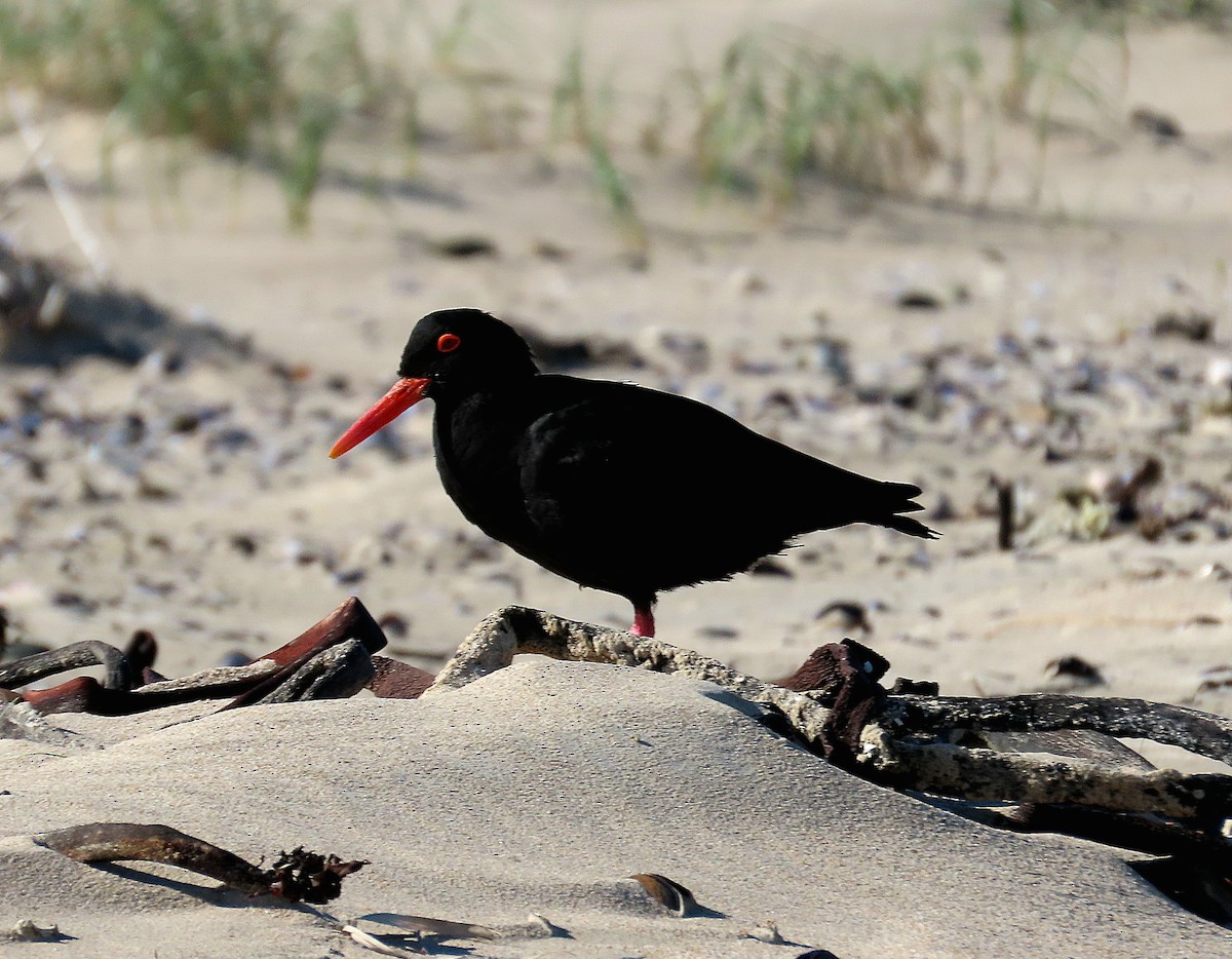 African Oystercatcher - ML637099916