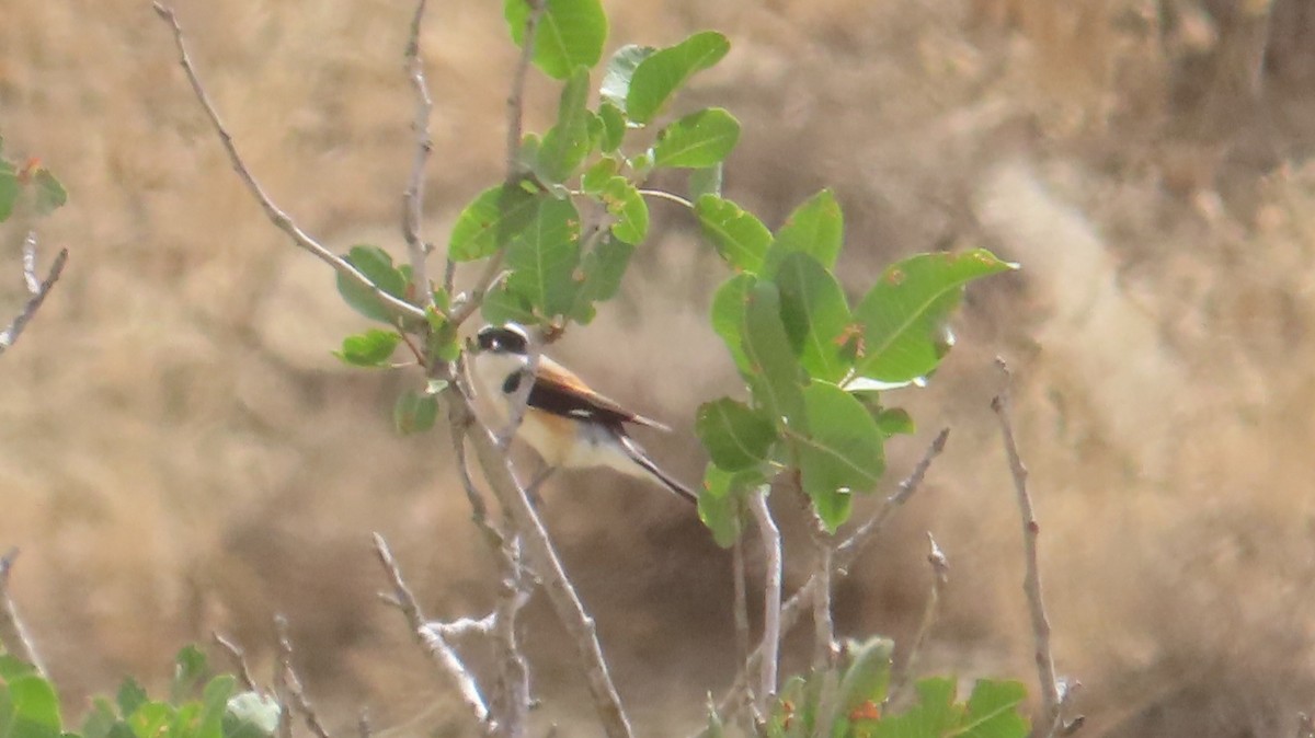 Bay-backed Shrike - ML637099918