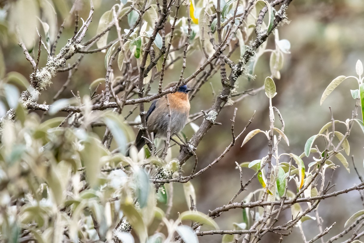 Tit-like Dacnis - ML637099937