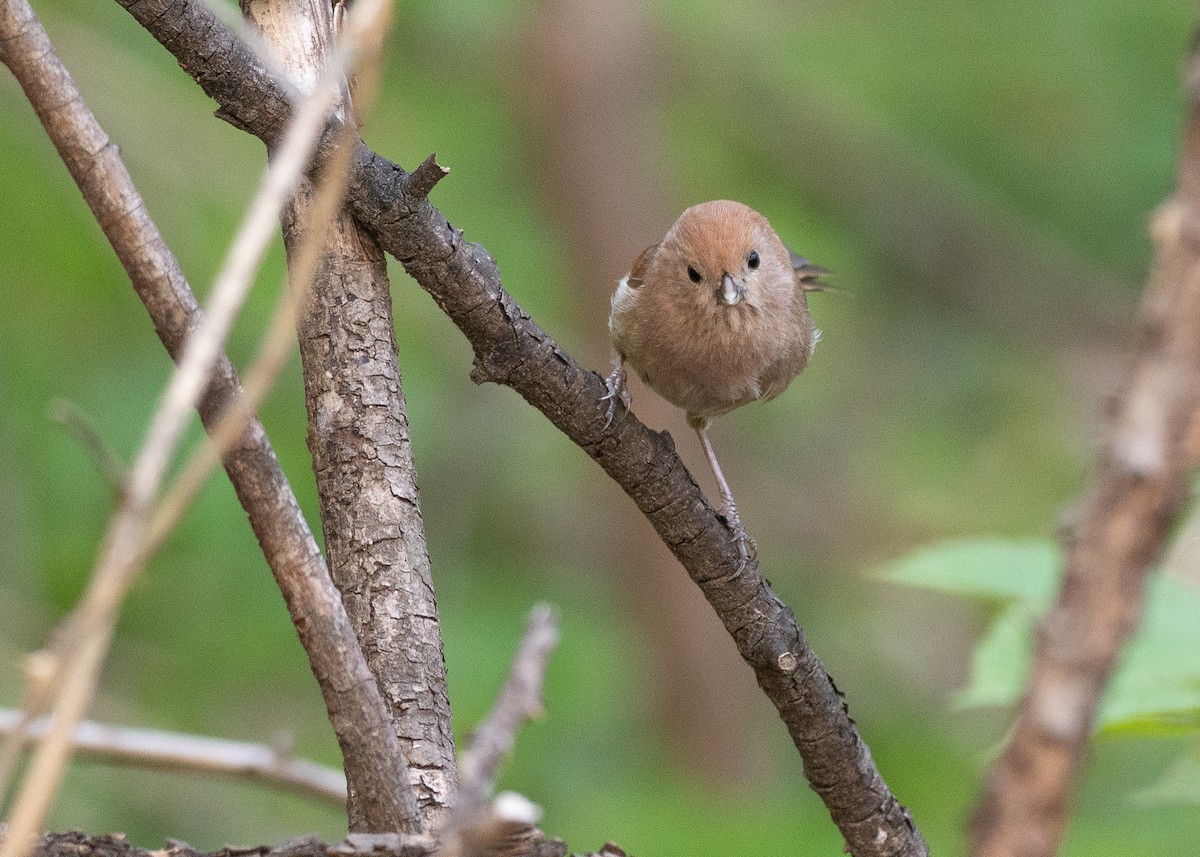 Vinous-throated Parrotbill - ML637099992