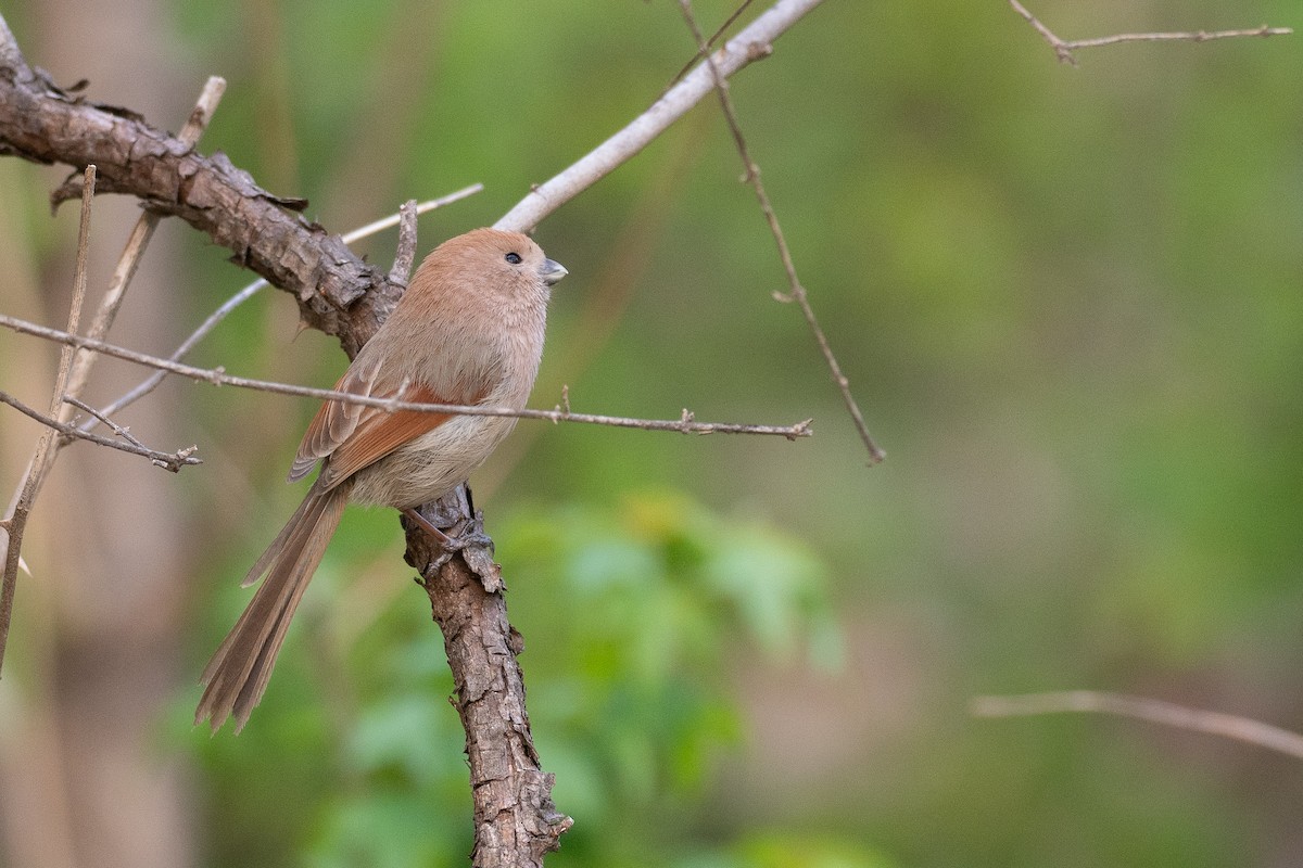 Vinous-throated Parrotbill - ML637099993