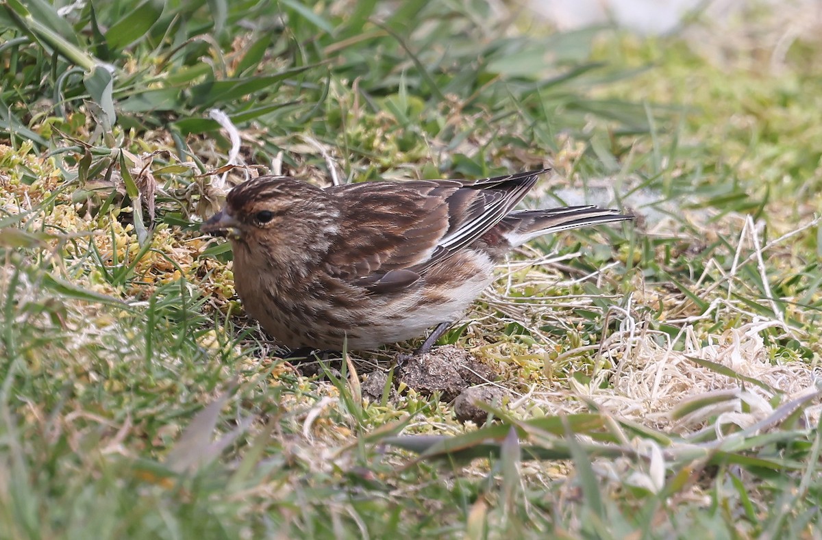 Twite - ML637100012