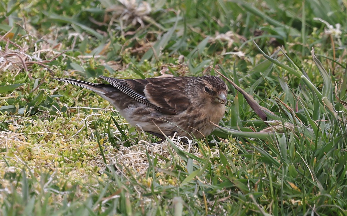 Twite - ML637100013